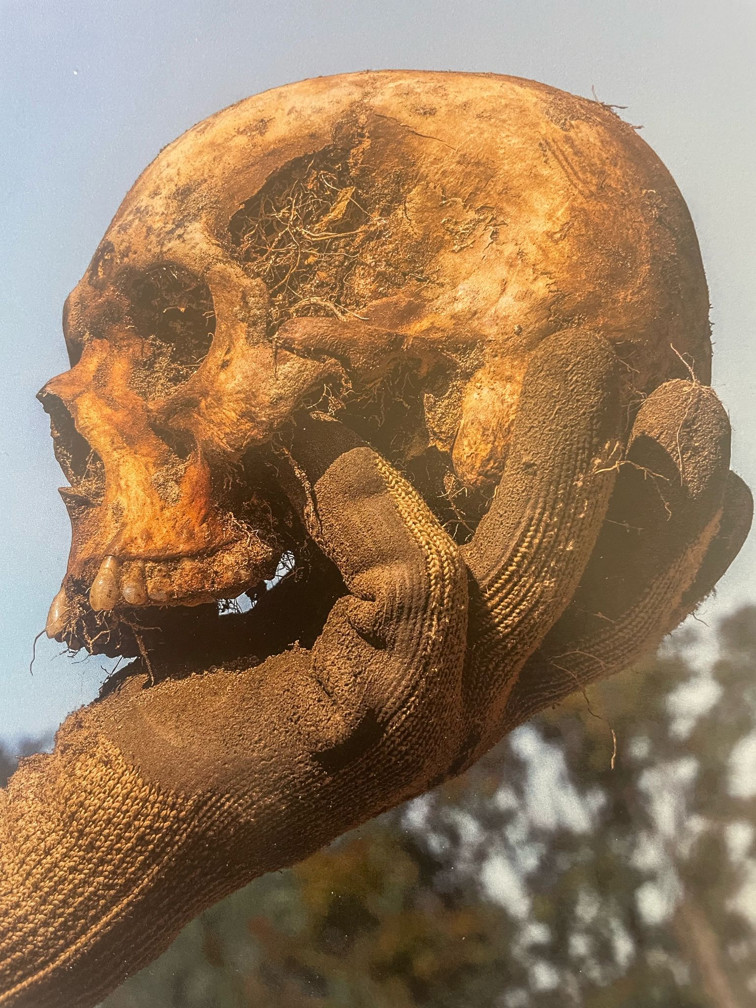 Skull from Jasenovac